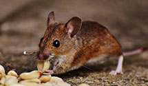 electromagnetic-and-ultrasonic-pest-repellents Experts in Columbus Boro